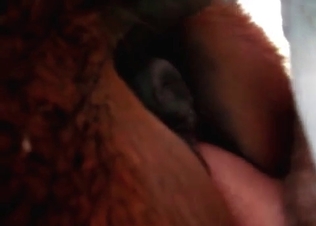 Tight anal hole of a horse in the hot animality vid